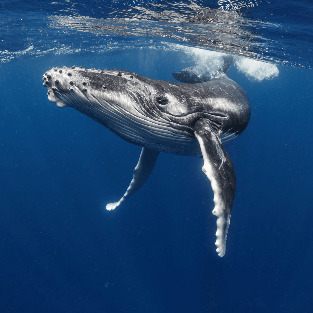 A whale swims near St. John's boat tour